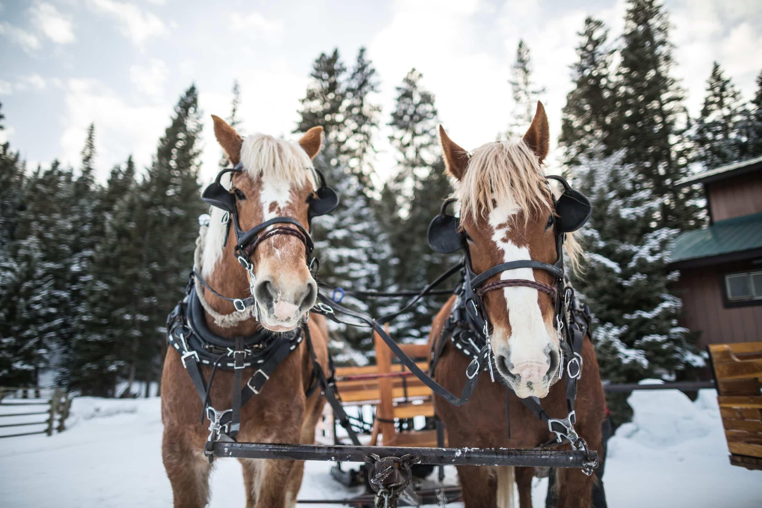The Lone Mountain Ranch All-Inclusive Executive + Guest Escape