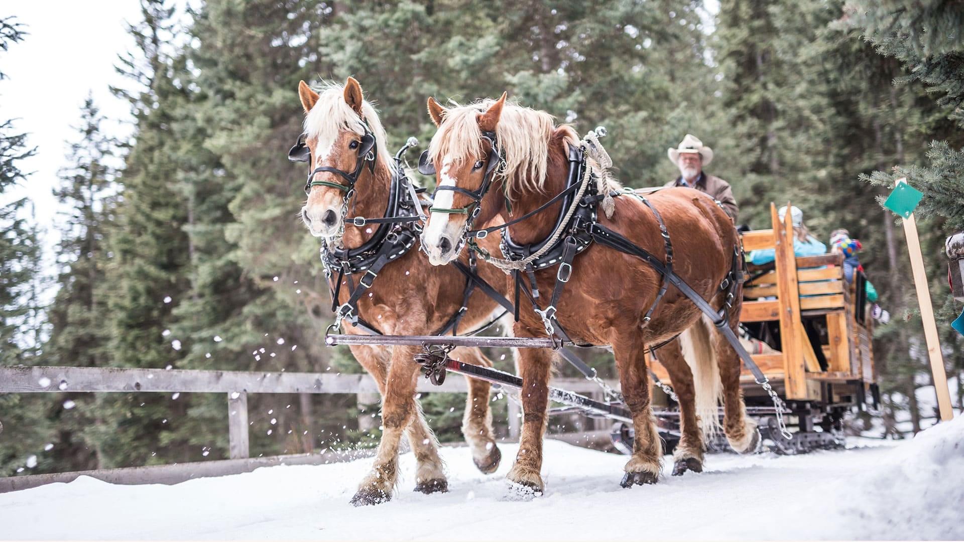 The Lone Mountain Ranch All-Inclusive Executive + Guest Escape